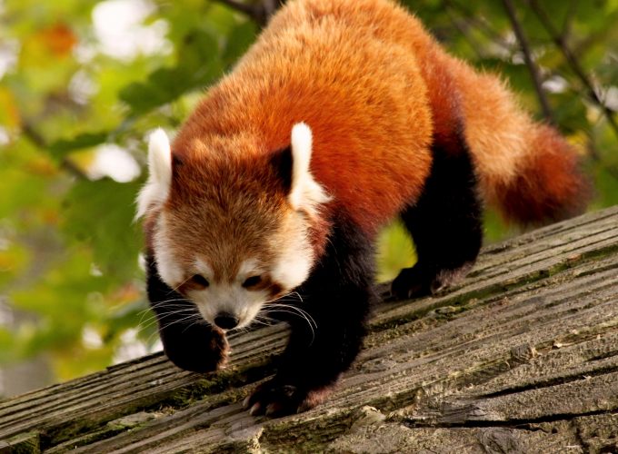 Wallpaper Red Panda, animal, nature, branch, green, fur, wild, Animals 530836714